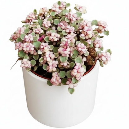 Elephant Bush, Portulacaria Bonsai – image 2
