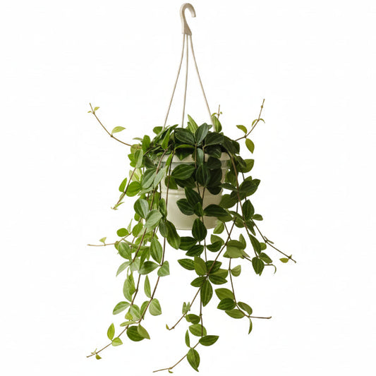 Green Leaf Peperomia , Peperomia Angulate – image 2