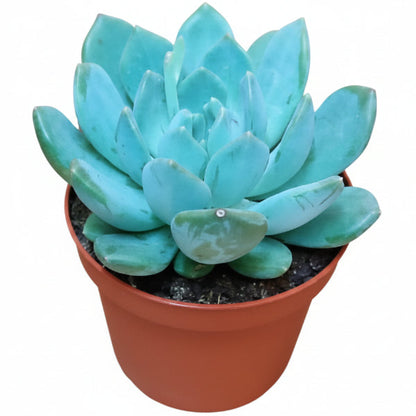 Echeveria succulent – image 5