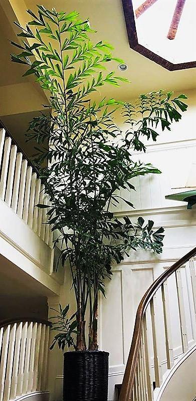 Fishtail Palm, Caryota Mitis – image 5