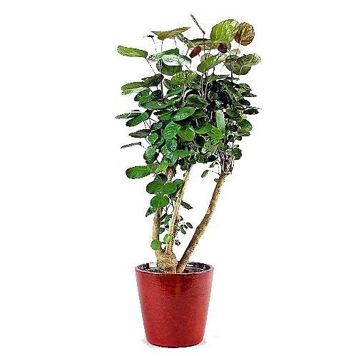 Aralia Fabian, Polyscias Fabian – image 5