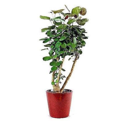 Aralia Fabian, Polyscias Fabian – image 5