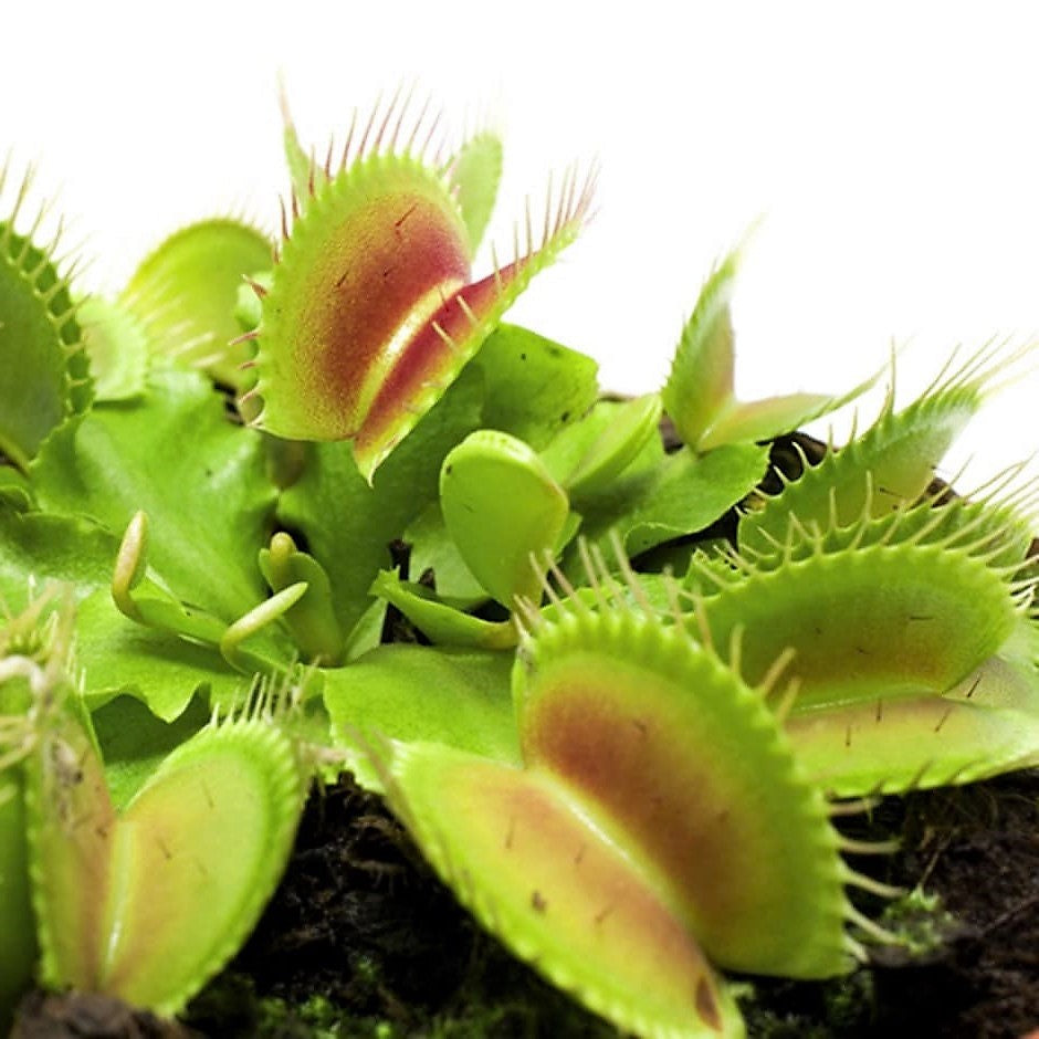 Venus Flytrap , Dionaea Muscipula – image 4