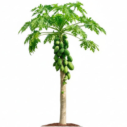Papaya Tree, Carica Papaya – image 3
