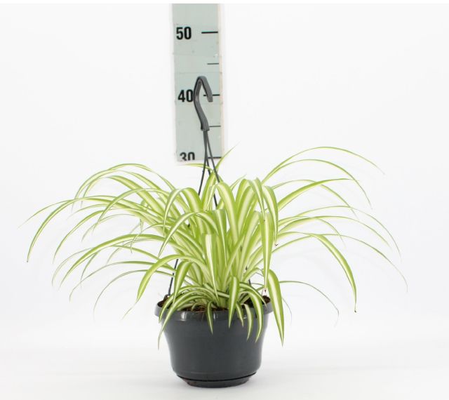 Spider Plant, Chlorophytum comosum, Variegatum – image 7