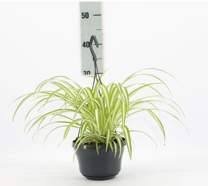 Spider Plant, Chlorophytum comosum, Variegatum – image 7