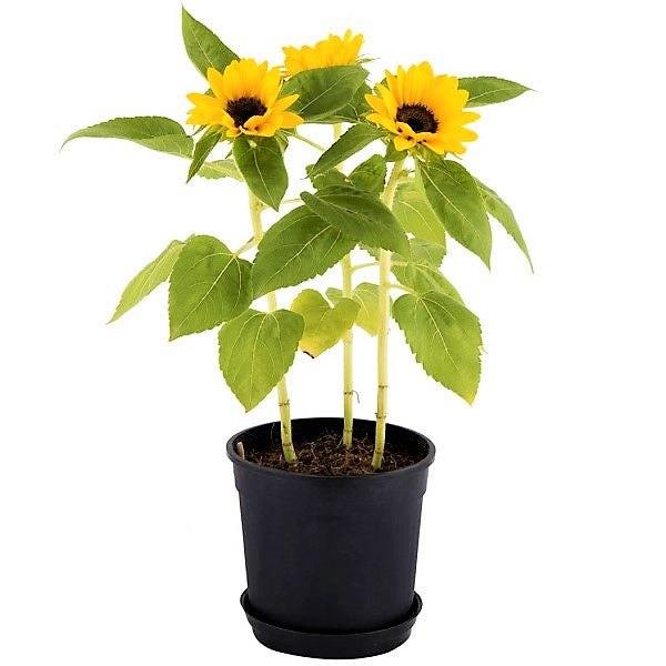 Ornamental Sunflower, Helianthus Annuus – image 5