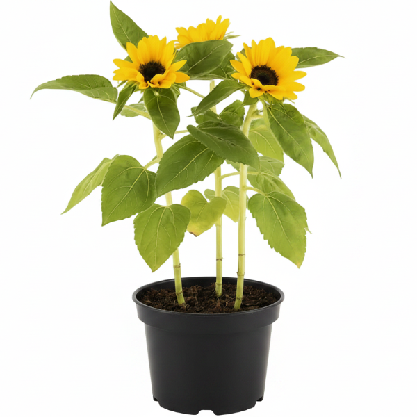 Ornamental Sunflower, Helianthus Annuus – image 2
