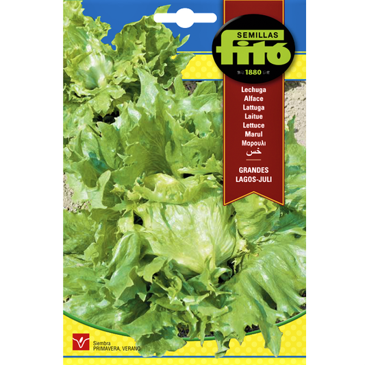 Lettuce Grandes Lagos Juli Seeds – image 1