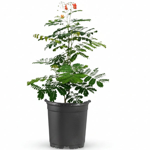 Caesalpinia pulcherrima, Peacock Flower – image 5