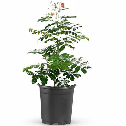 Caesalpinia pulcherrima, Peacock Flower – image 5