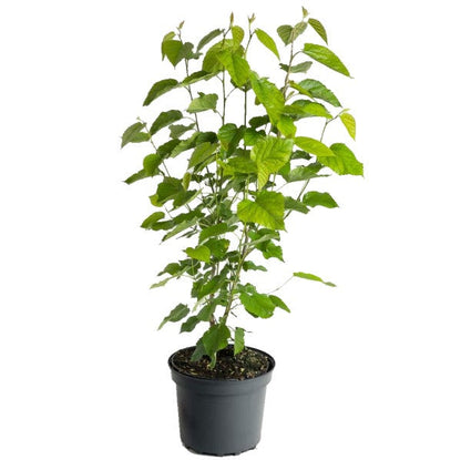 Mulberry Tree, Morus Alba – image 3