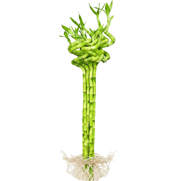 Lucky Bamboo Sticks, Dracaena Sanderiana – image 5