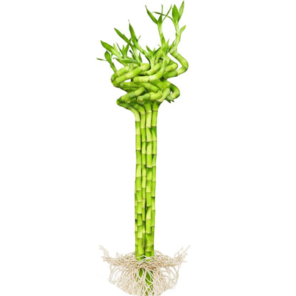 Lucky Bamboo Sticks, Dracaena Sanderiana – image 5