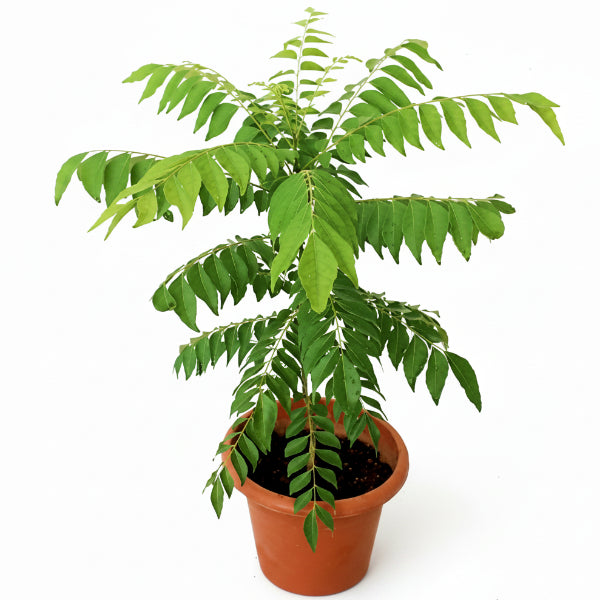 Curry Leaves, Kadi Patta – image 1