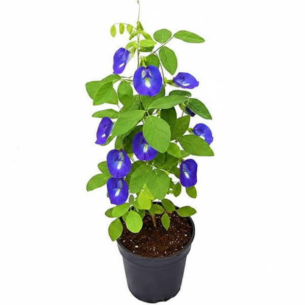 Clitoria ternatea, Butterfly Pea – image 3