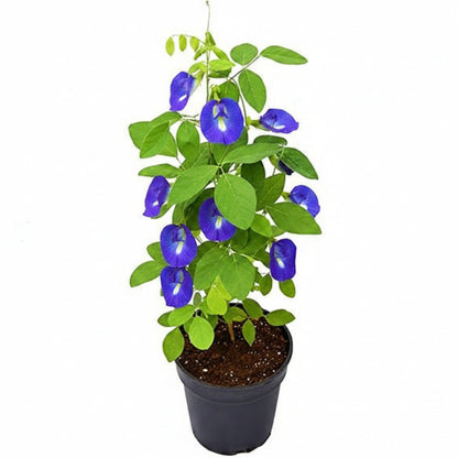 Clitoria ternatea, Butterfly Pea – image 3