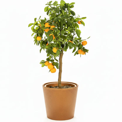 Citrus sinensis Moro, Blood Orange Tree – image 3