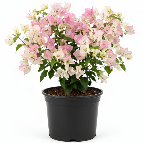 Bougainvillea Cocoice, Coconut Ice – image 1