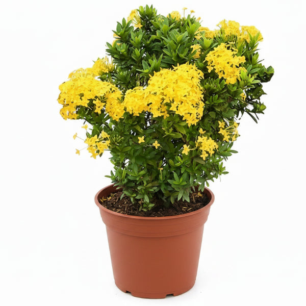 Ixora Different colours – image 7