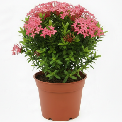 Ixora Different colours – image 1