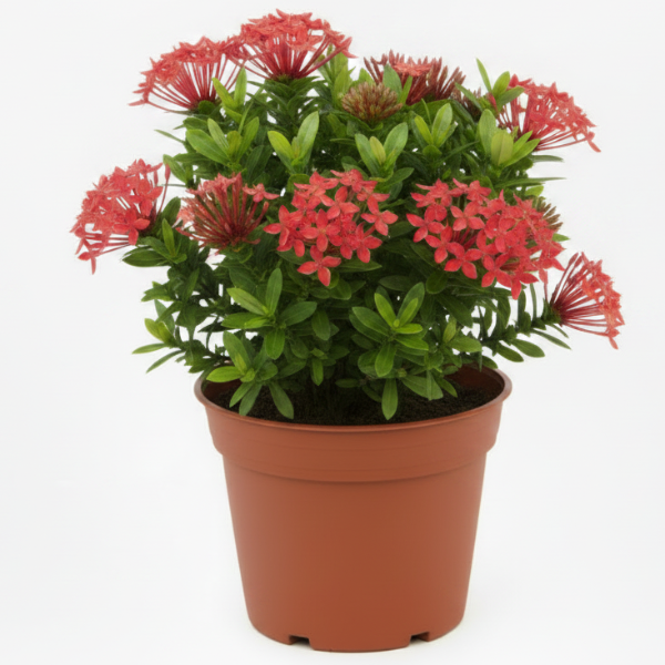 Ixora Different colours – image 10
