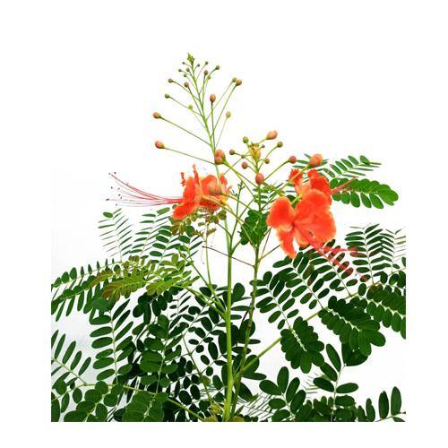 Caesalpinia pulcherrima, Peacock Flower – image 7