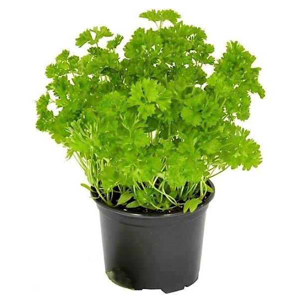 Parsley Plant – image 3