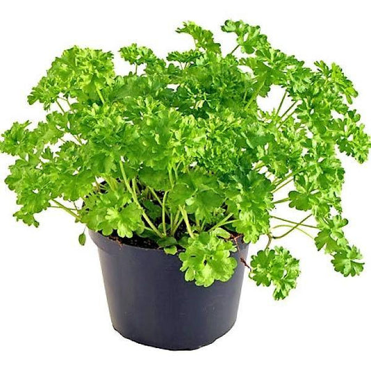 Parsley Plant – image 1