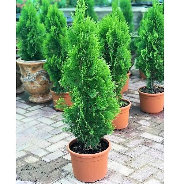 Thuja Orientalis – image 2