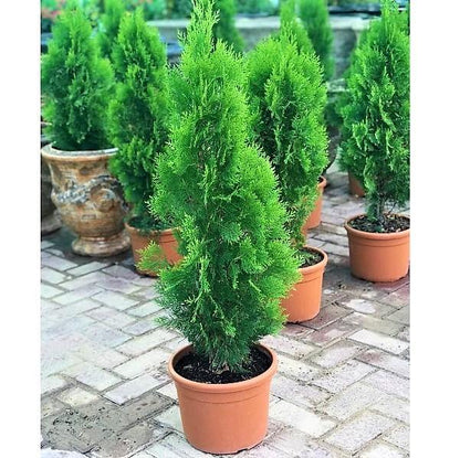 Thuja Orientalis – image 2
