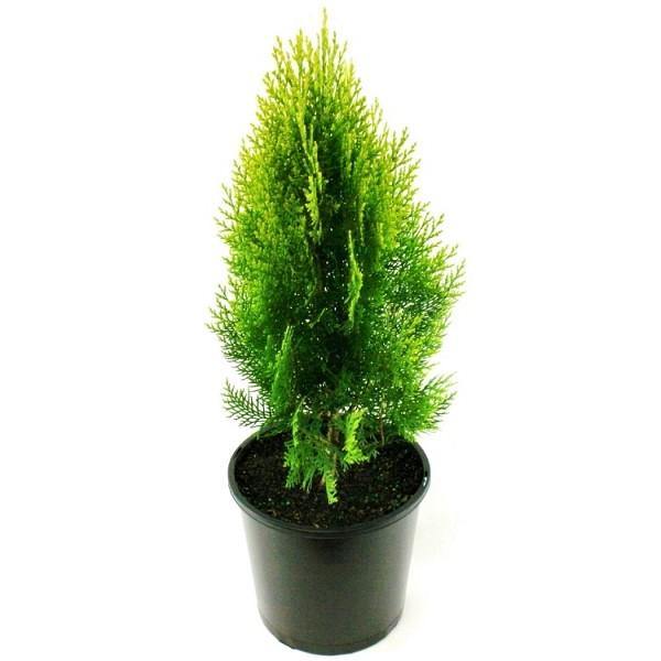 Thuja Orientalis – image 4