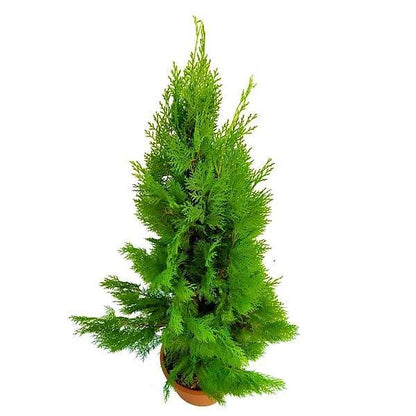 Thuja Orientalis – image 3