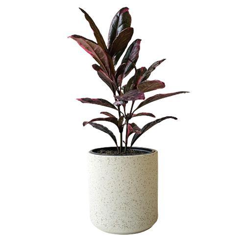 Eranthemum Atropurpureum, Purple False Eranthemum – image 5
