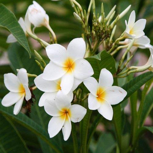 Plumeria Obtusa, Frangipani, The Temple Tree – image 2
