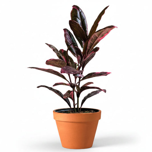 Eranthemum Atropurpureum, Purple False Eranthemum – image 2