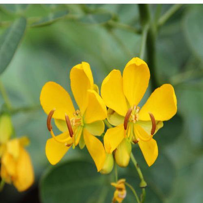 Cassia Bicapsularis, Butterfly bush – image 3