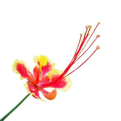 Caesalpinia pulcherrima, Peacock Flower – image 4