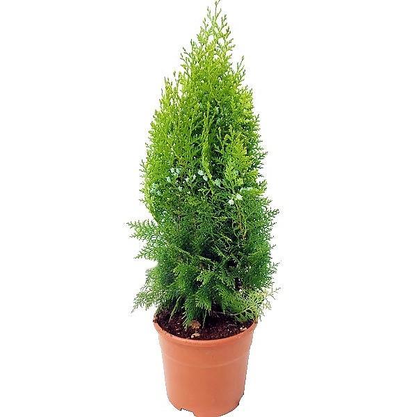 Thuja Orientalis – image 1