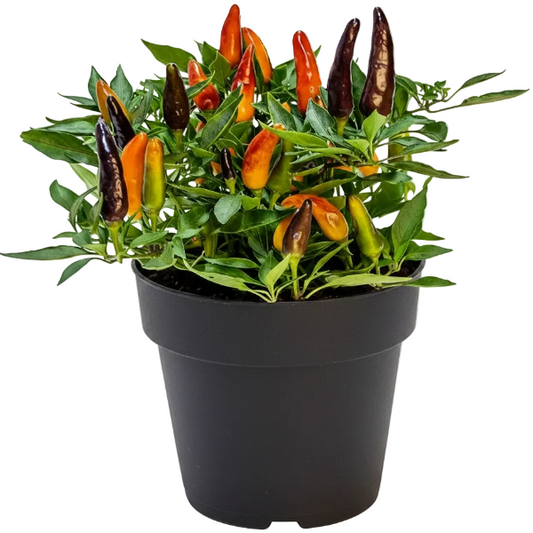 Ornamental Pepper Plant – image 1
