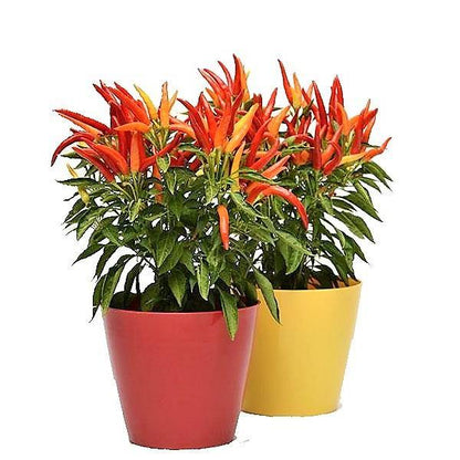 Ornamental Pepper Plant – image 4
