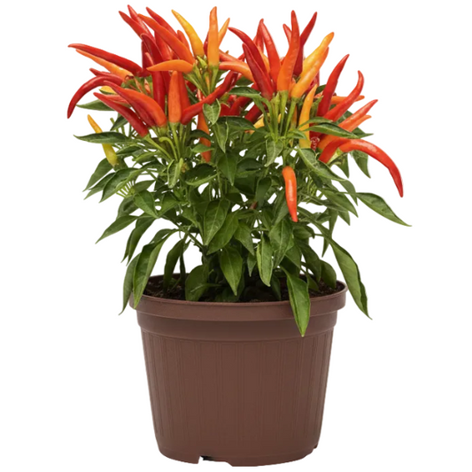Ornamental Pepper Plant – image 2