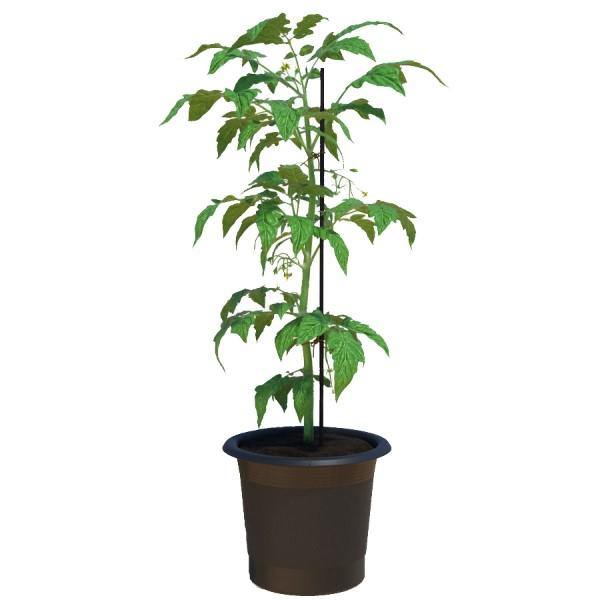 Tomato Plant – image 2