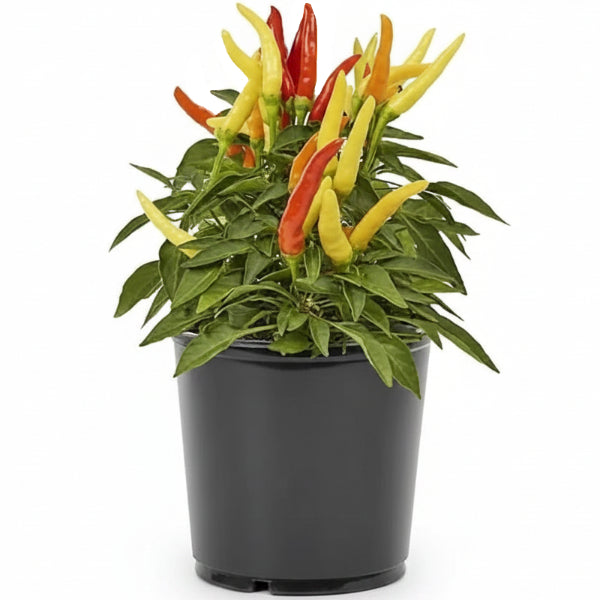 Ornamental Pepper Plant – image 3