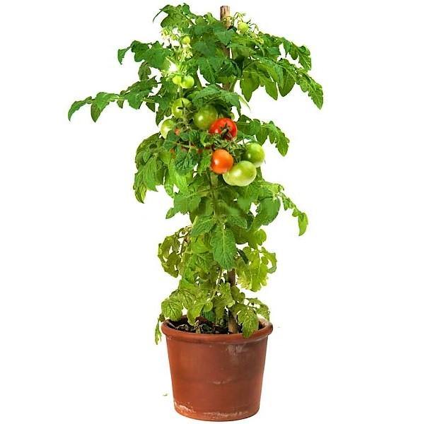 Tomato Plant – image 1