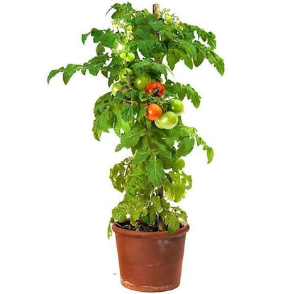 Tomato Plant – image 1