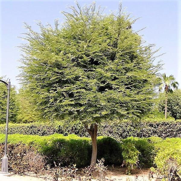 Tamarind Tree, Tamarindus Indica – image 4