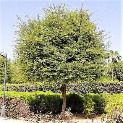 Tamarind Tree, Tamarindus Indica – image 4