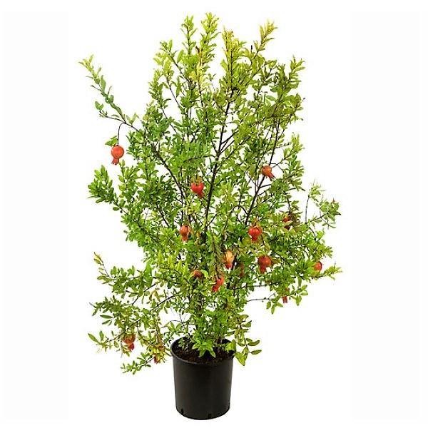 Pomegranate Tree, Punica Granatum – image 1