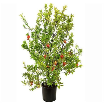 Pomegranate Tree, Punica Granatum – image 1
